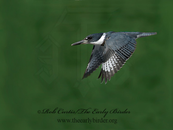 Megaceryle alcyon  BELTED KINGFISHER 6018097 IF