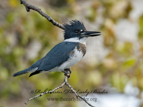 Megaceryle alcyon  BELTED KINGFISHER 6018114