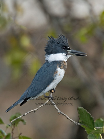 Megaceryle alcyon  BELTED KINGFISHER 6018112