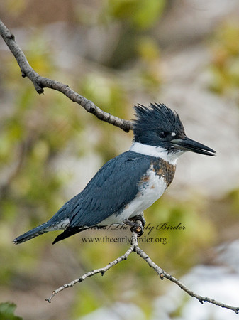 Megaceryle alcyon  BELTED KINGFISHER 6018118