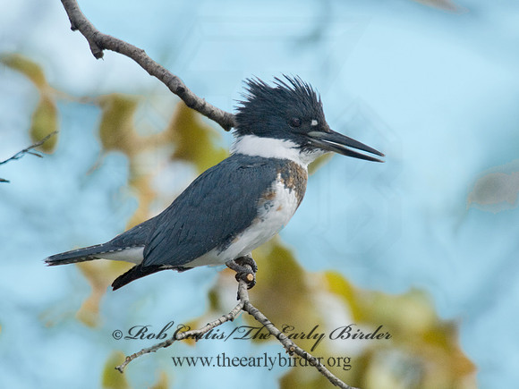 Megaceryle alcyon  BELTED KINGFISHER 6018120