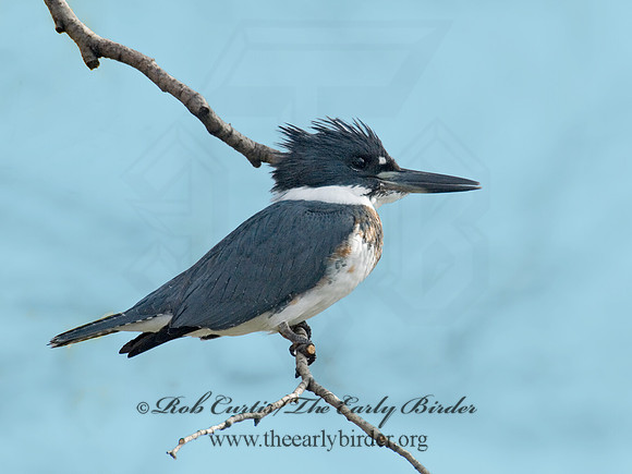 Megaceryle alcyon  BELTED KINGFISHER 6018126