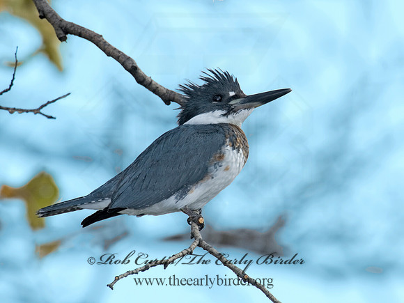 Megaceryle alcyon  BELTED KINGFISHER 6018131