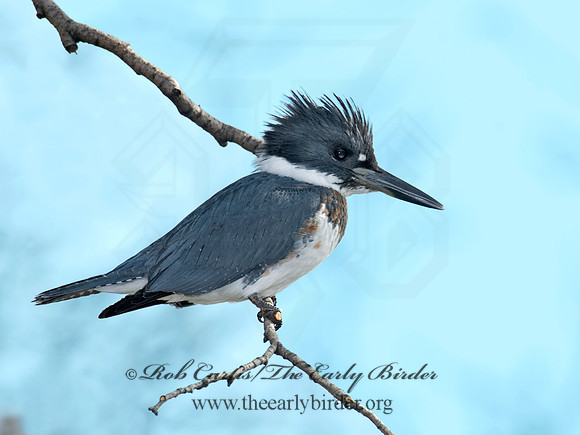 Megaceryle alcyon  BELTED KINGFISHER 6018133