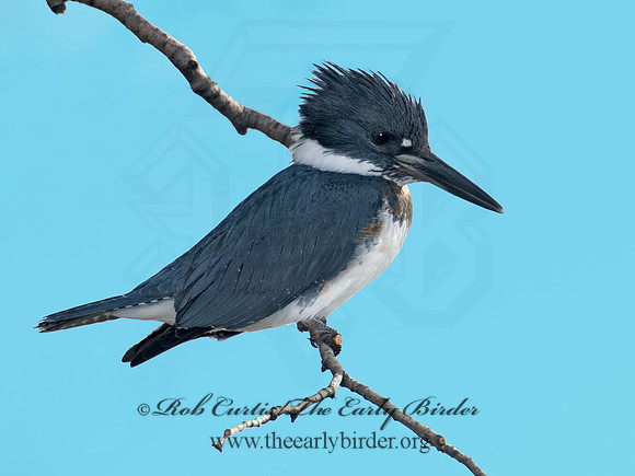 Megaceryle alcyon  BELTED KINGFISHER 6018140
