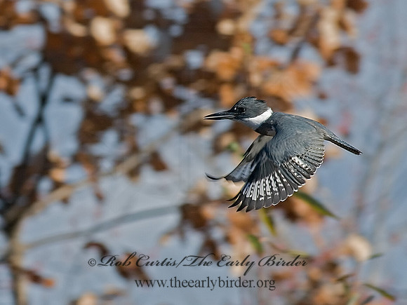 Megaceryle alcyon  BELTED KINGFISHER 6018423