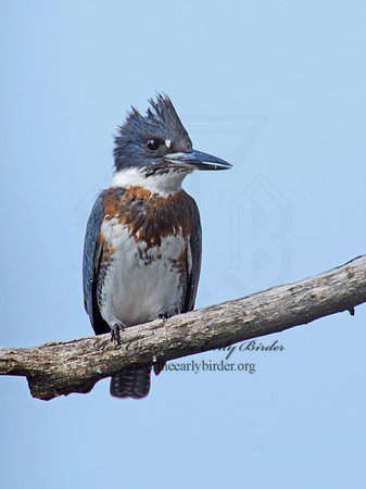 Megaceryle alcyon  BELTED KINGFISHER 9006087