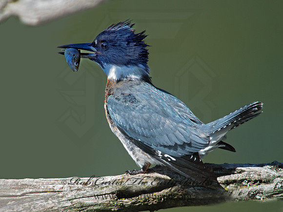 Megaceryle alcyon  BELTED KINGFISHER 9005828