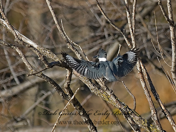 Megaceryle alcyon  BELTED KINGFISHER 6018422
