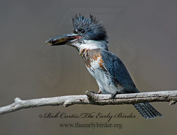 Megaceryle alcyon  BELTED KINGFISHER 9006118
