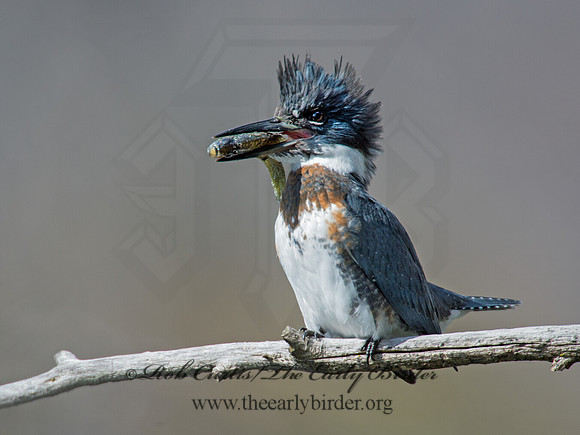 Megaceryle alcyon  BELTED KINGFISHER 9006125