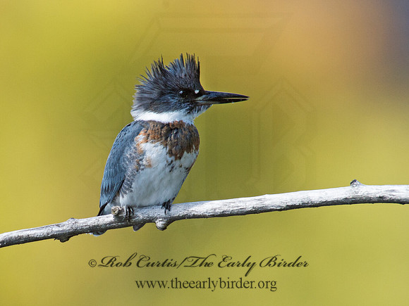 Megaceryle alcyon  BELTED KINGFISHER 9006160