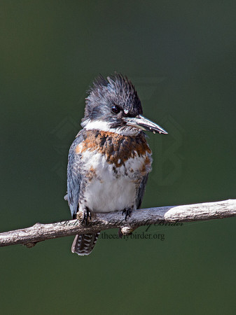 Megaceryle alcyon  BELTED KINGFISHER 9006170