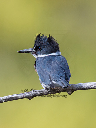 Megaceryle alcyon  BELTED KINGFISHER 9006171