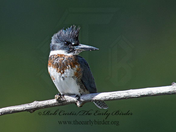 Megaceryle alcyon  BELTED KINGFISHER 9006155