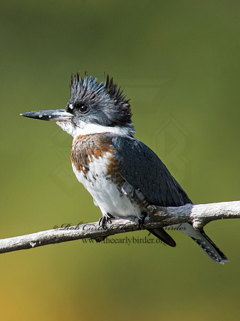 Megaceryle alcyon  BELTED KINGFISHER 9006175