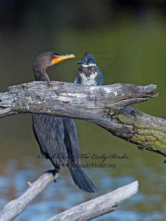 Megaceryle alcyon  BELTED KINGFISHER 9006235