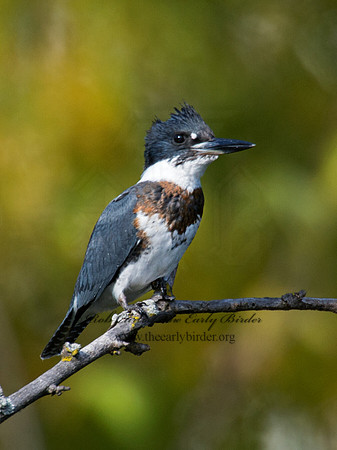 Megaceryle alcyon  BELTED KINGFISHER 9006280