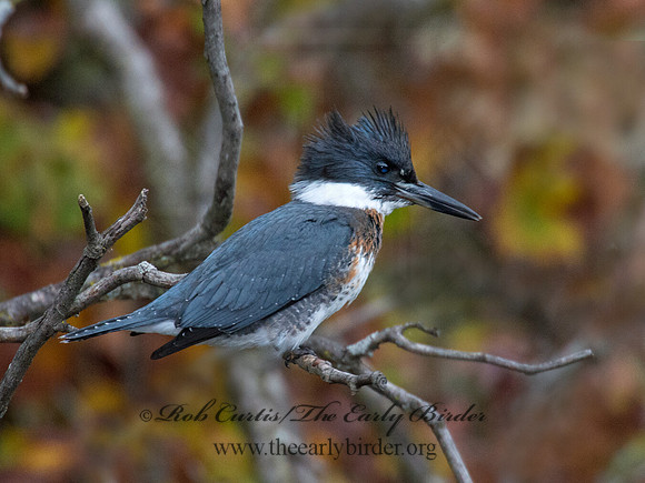Megaceryle alcyon  BELTED KINGFISHER 9006313
