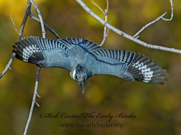 Megaceryle alcyon  BELTED KINGFISHER 9006415