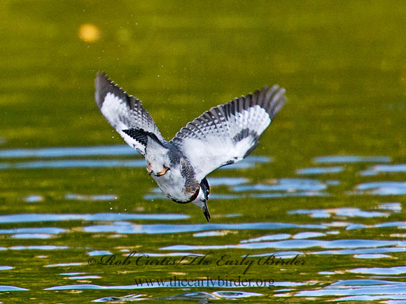Megaceryle alcyon  BELTED KINGFISHER 9006470