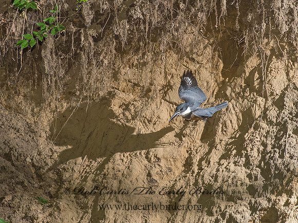 Megaceryle alcyon  BELTED KINGFISHER 9046986
