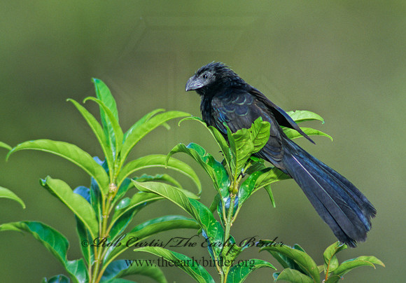 Crotophaga sulcirostris  GROOVE-BILLED ANI 199312