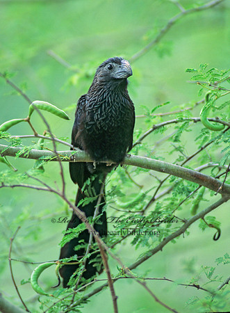Crotophaga sulcirostris  GROOVE-BILLED ANI 53427