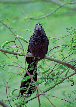 Crotophaga sulcirostris  GROOVE-BILLED ANI 53425