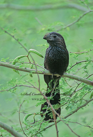 Crotophaga sulcirostris  GROOVE-BILLED ANI 53430