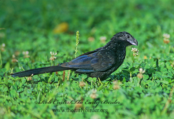 Crotophaga sulcirostris  GROOVE-BILLED ANI 199319