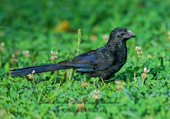 Crotophaga sulcirostris  GROOVE-BILLED ANI 199320