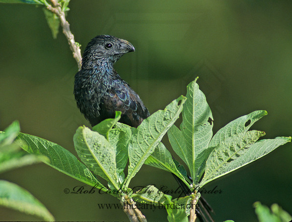Crotophaga sulcirostris  GROOVE-BILLED ANI 199332
