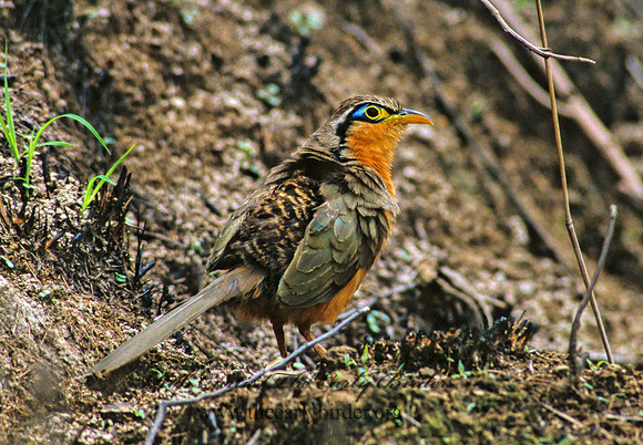 Morrococcyx erythropygus  LESSER GOUND CUCKOO 206329