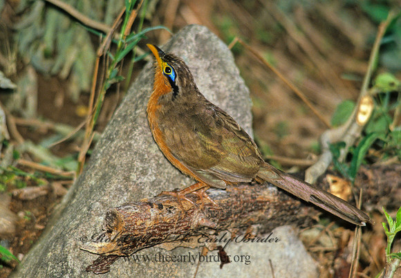 Morrococcyx erythropygus  LESSER GOUND CUCKOO 206331