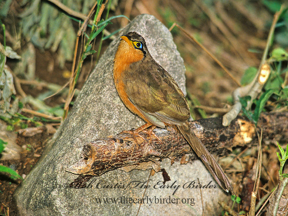 Morrococcyx erythropygus  LESSER GOUND CUCKOO 206332