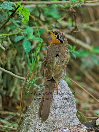 Morrococcyx erythropygus  LESSER GOUND CUCKOO 206402