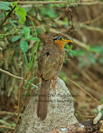 Morrococcyx erythropygus  LESSER GOUND CUCKOO 206405