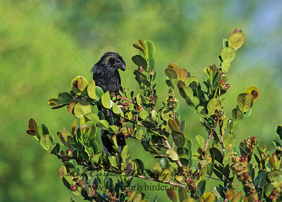 Crotophaga ani  SMOOTH-BILLED ANI 253901-2