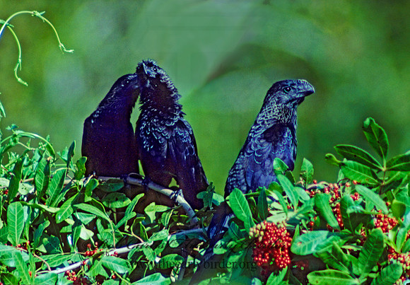 Crotophaga ani  SMOOTH-BILLED ANI 7825-2