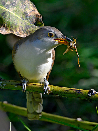 Coccyzus americanus  YELLOW-BILLED CUCKOO 1300060