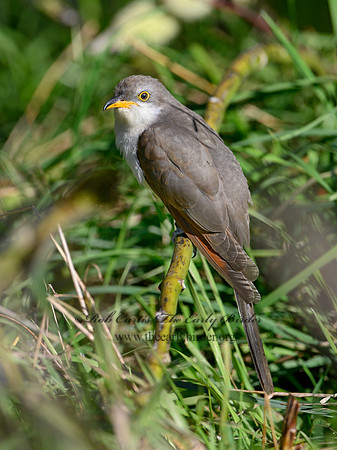 Coccyzus americanus  YELLOW-BILLED CUCKOO 1300066