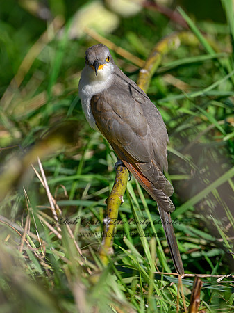 Coccyzus americanus  YELLOW-BILLED CUCKOO 1300068