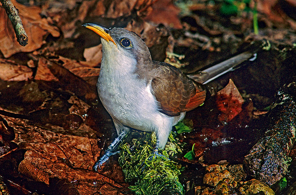 Coccyzus americanus  YELLOW-BILLED CUCKOO 190803