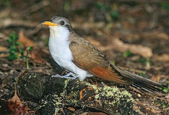 Coccyzus americanus  YELLOW-BILLED CUCKOO 190736
