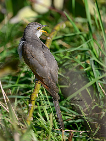 Coccyzus americanus  YELLOW-BILLED CUCKOO 1300071