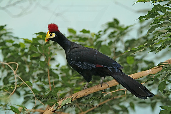 Musophaga rossae  ROSS'S TURACO 3000121 1