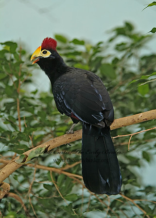Musophaga rossae  ROSS'S TURACO 3000120 1