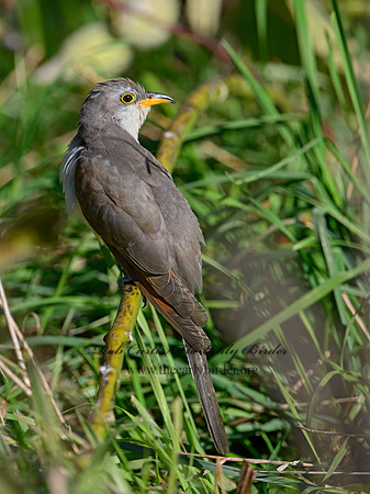 Coccyzus americanus  YELLOW-BILLED CUCKOO 1300073