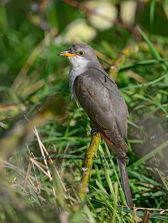 Coccyzus americanus  YELLOW-BILLED CUCKOO 1300077